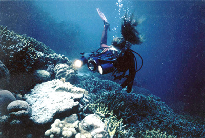 CROCODILE FISH - Palau, Micronesia, Pacific Ocean ~ id# aquawoman GB004